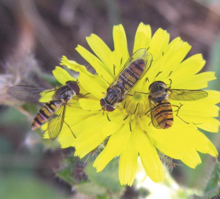 In excess of 40 percent of insect species decreasing, could have ‘cataclysmic’ results, investigation says