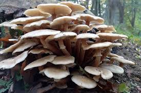 Honey fungus mysteries tumble to science