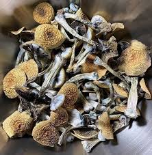 ABOUT PSILOCYBIN MUSHROOMS