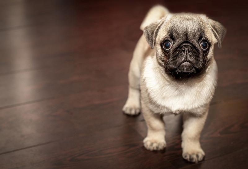 The Little Dog with a Big Dream – Meet Money Pug, The UK’s New Favourite Pooch