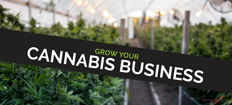 Organic Solutions To Grow Your Cannabis Business