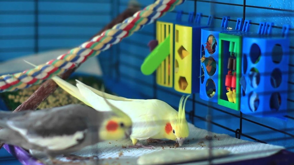 Prevent Boredom in Pet Birds