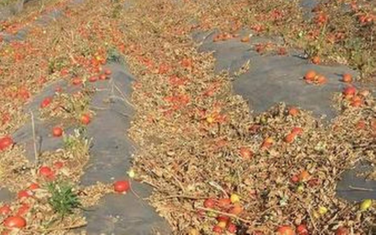 Unknown virus attacks tomato crop in Maharashtra