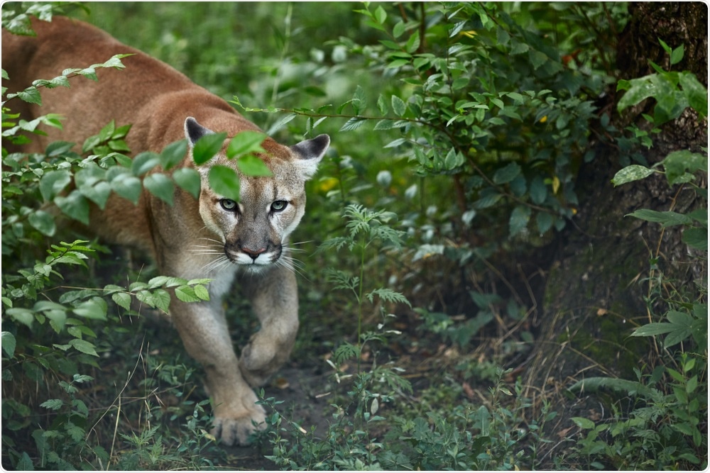 Researchers say, Due to coronavirus lockdown reveal human effect on wildlife
