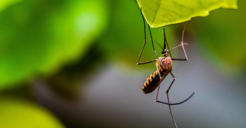 750 million genetically designed mosquitoes allows for discharge in Florida Keys