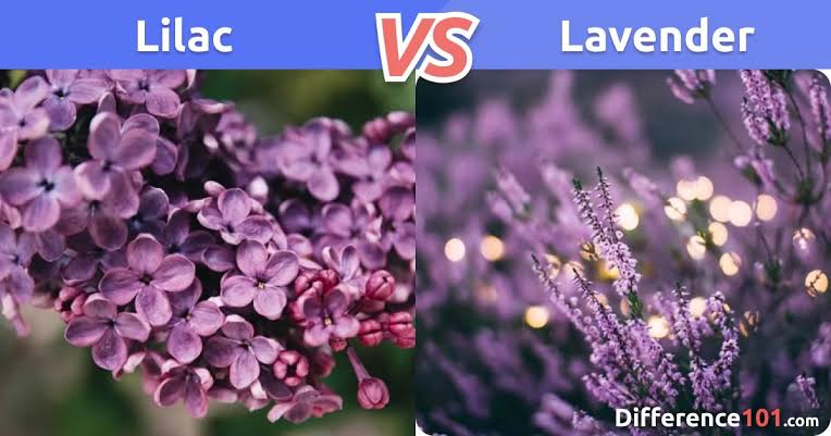 Lilac vs. Lavender: What is the difference?