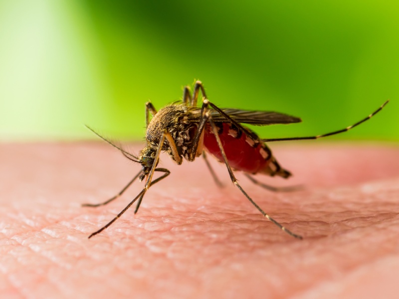 West Nile infection cases have expanded with the Mosquito pervasion in New York