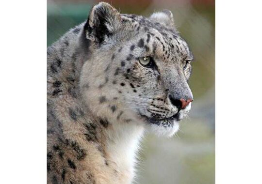 Nurali Aliyev and the Snow Leopard Foundation