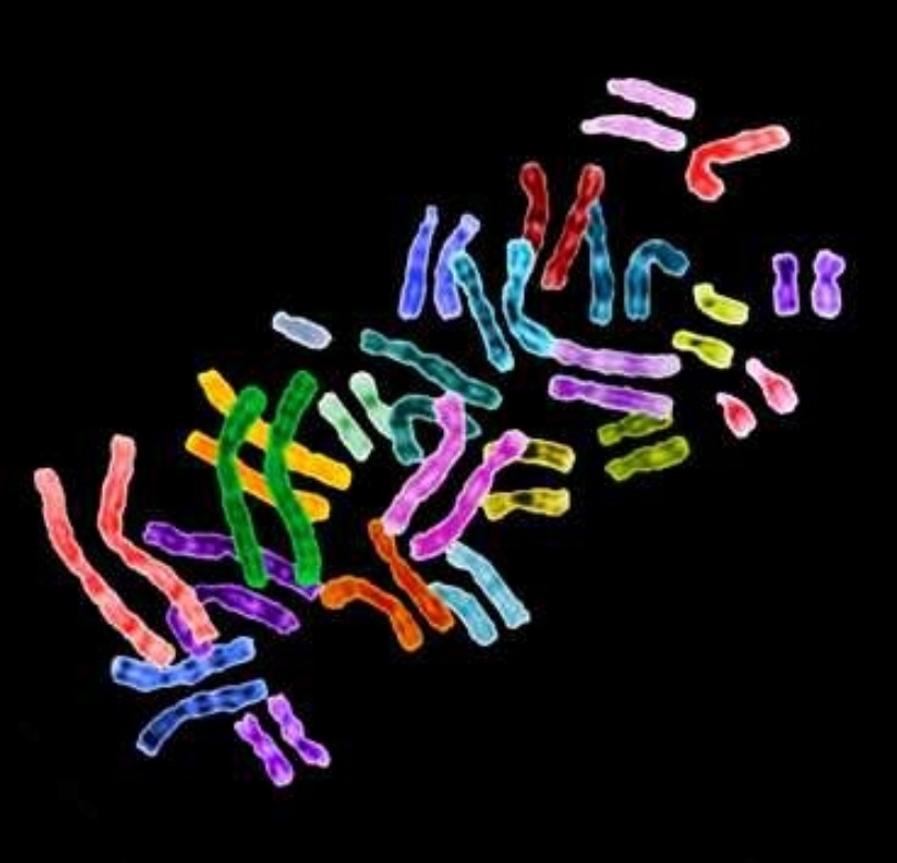 An innovative computational tool aids in the study of intricate genetic regions.