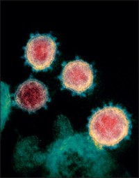 Coronavirus outbreaks may be prevented in the future if newly discovered antibodies are able to neutralize COVID-19 variants
