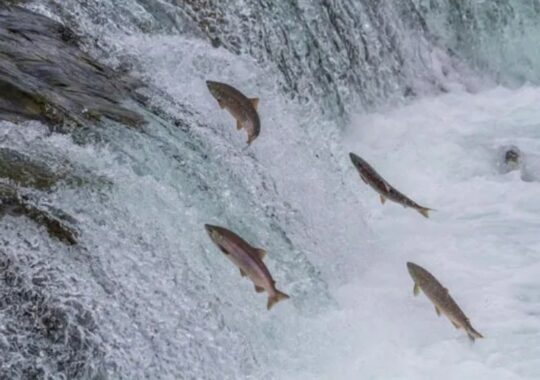 Researchers warn that a quarter of the world’s freshwater fish species are in danger of going extinct