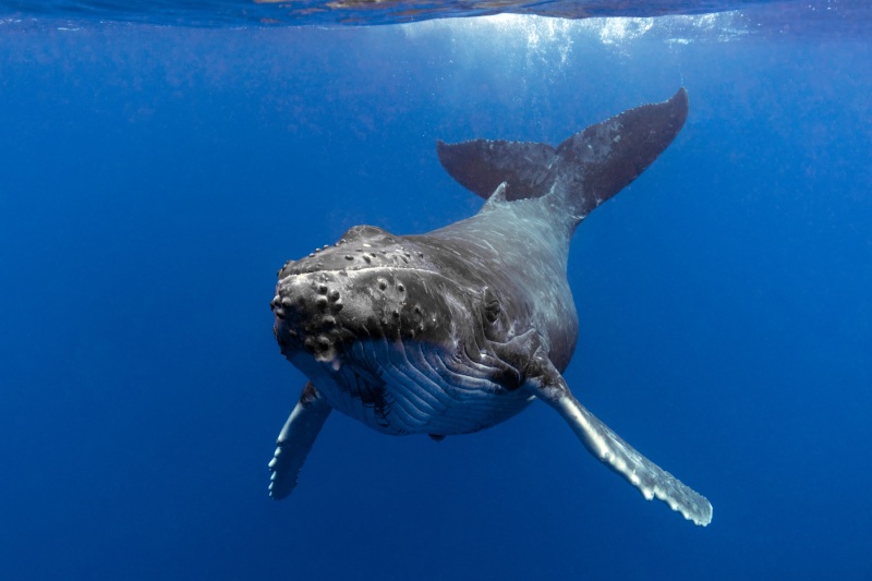 Scientists Conduct the First-Ever Communication Experiment with Whales