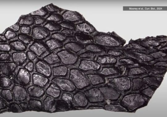300 million-year-old fossilized reptile skin found in Oklahoma cave