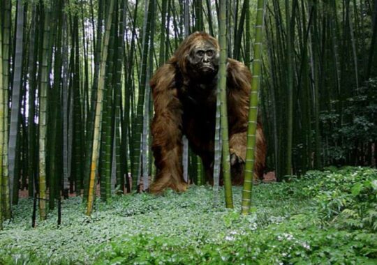 A study reveals that the largest great ape to have ever lived became extinct due to climate change