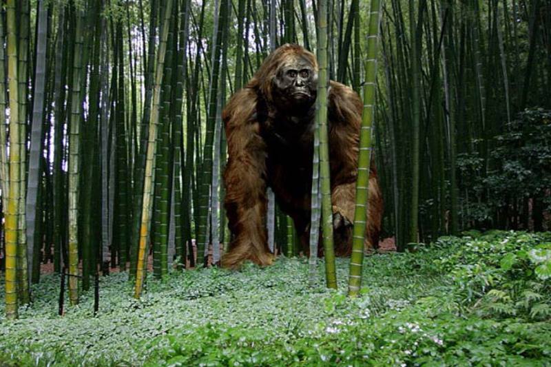 A study reveals that the largest great ape to have ever lived became extinct due to climate change