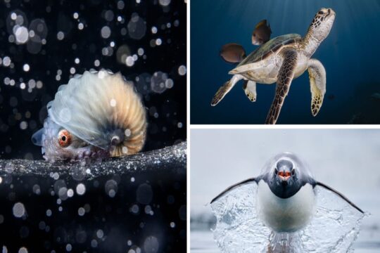 The stunning winners of the Ocean Art Photo Awards for this year have arrived