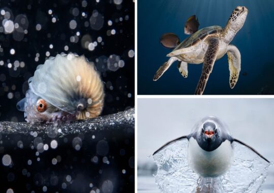 The stunning winners of the “Ocean Art” Photo Awards for this year have arrived