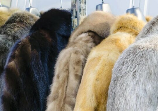 The Applications For Faux Fur Over Animal Fur In Any American Home