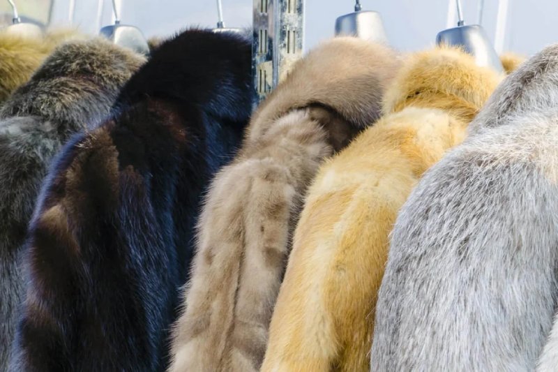 The Applications For Faux Fur Over Animal Fur In Any American Home